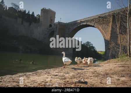 Geese at Tagus River and Alcantara Bridge - Toledo, Spain Stock Photo