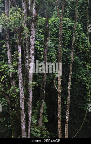 neora valley national park, the lush green and dense tropical rainforest is located on himalayan foothills in kalimpong district of west bengal, india Stock Photo