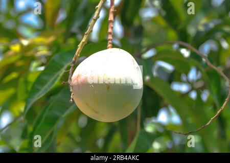 Mangifera indica, mango or mango seed on mango tree Stock Photo