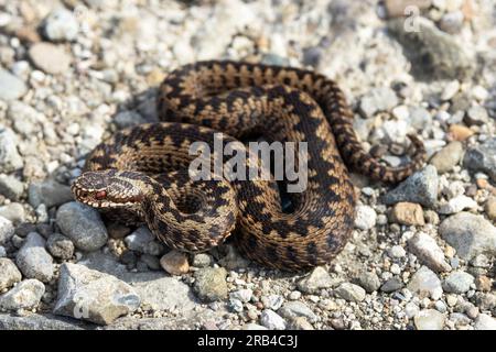 The European Adder is the only venomous snake found in the UK. They have distinctive zig-zag dorsal markings and an inverted V on the head. Stock Photo