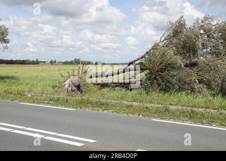 After summer storm. Storm-broken willow fallen over the ditch. Dutch pasture landscape. Blue sky, clouds July. Netherlands, near the village of Bergen Stock Photo