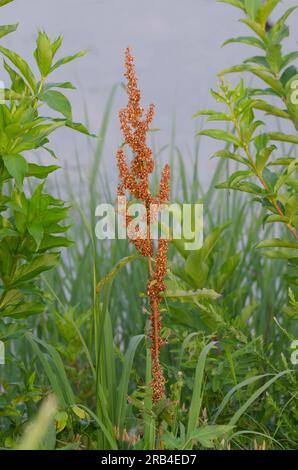 Curly Dock, Rumex crispus, fruit Stock Photo