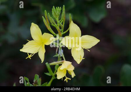 Fourpoint Evening Primrose, Oenothera rhombipetala Stock Photo