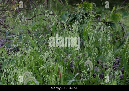 Indian Wood Oats, Chasmanthium latifolium Stock Photo