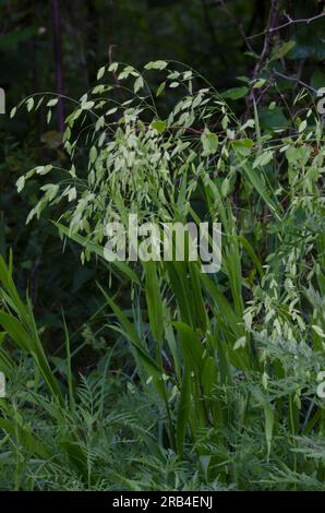 Indian Wood Oats, Chasmanthium latifolium Stock Photo