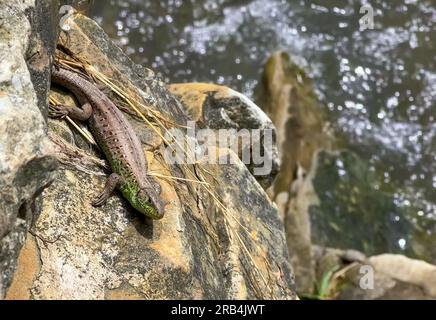Close-up view of lizard rest on stone near lake. Lizard taking a sun bath on a stone Stock Photo