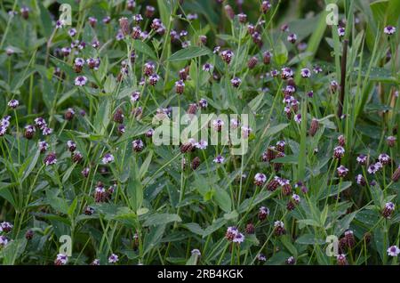 Lanceleaf Fogfruit, Phyla lanceolata Stock Photo