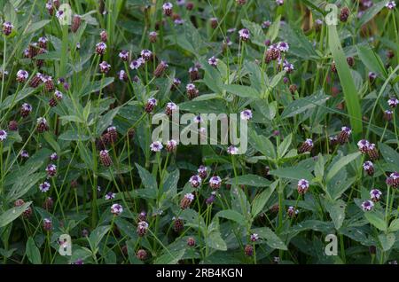 Lanceleaf Fogfruit, Phyla lanceolata Stock Photo