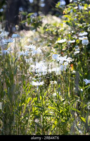 Daisies and other wildflowers growing in a meadow next to a forest in Eugene, Oregon. Stock Photo