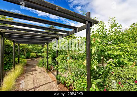 Inverness Botanic Gardens Scotland wooden pergola with grasses and espaliered apple trees Stock Photo