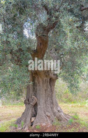 Very old olive tree with twisted and splintered trunk Stock Photo - Alamy