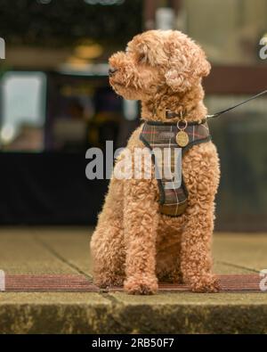 Cockapoo Stock Photo