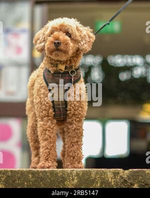 Cockapoo Stock Photo