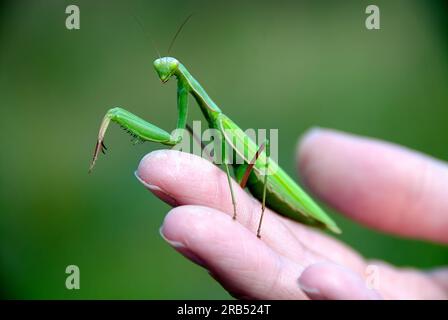 Close up of praying mantis on a human hand with a green background Stock Photo