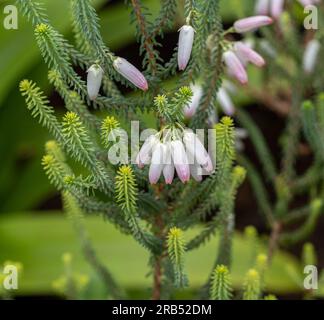 Bridal Heath / Albertinia Heath- Erica baueri / bauera- Family Ericaceae Stock Photo