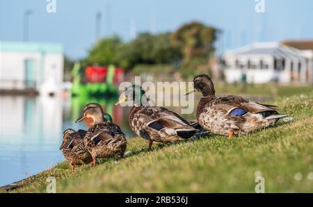 Several Mallard Ducks (Anas platyrhynchos) sitting & standing on a grass bank by a lake in Summer in Mewsbrook Park, Littlehampton, West Sussex, UK. Stock Photo