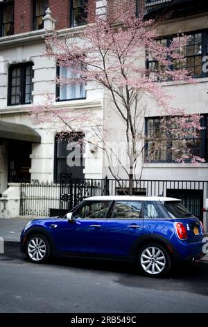Mini Cooper under blossoming Sakura on a New York street Stock Photo