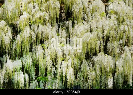 Flowering wisteria floribunda 'macrobotrys' alba - John Gollop Stock Photo