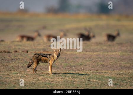 Black-backed jackal stands with impala in distance Stock Photo