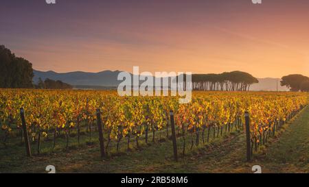 Bolgheri vineyard, and pine trees group at sunrise. Autumn season. Landscape in Alta Maremma, Tuscany region, Italy, Europe. Stock Photo
