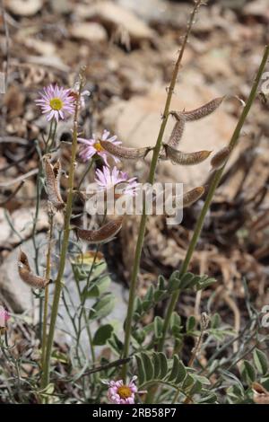 Astragalus Minthorniae Variety Villosus, a native herb displaying crescentic trichomatic legume fruit during spring in the San Bernardino Mountains. Stock Photo