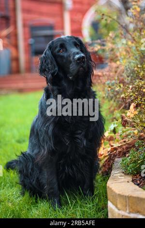 Flat Coated Retriever Dog Stock Photo