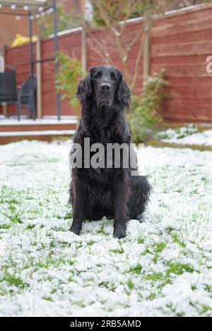 Flat Coated Retriever Dog Stock Photo