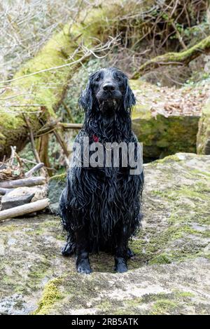 Flat Coated Retriever Dog Stock Photo