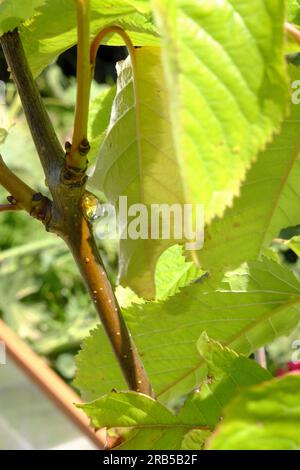 Gummosis growth on young Cherry tree Stock Photo - Alamy