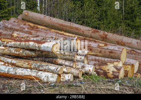 Logs of birch tree and pine in a pile next to a forest in Finland Stock Photo
