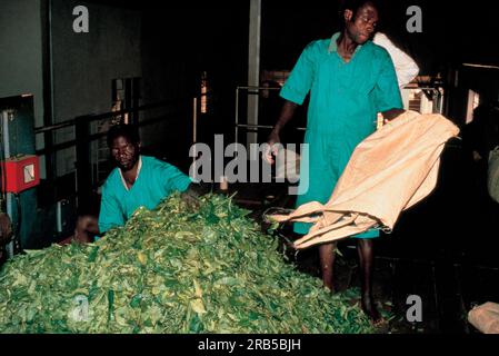 Workers in Malawi Stock Photo