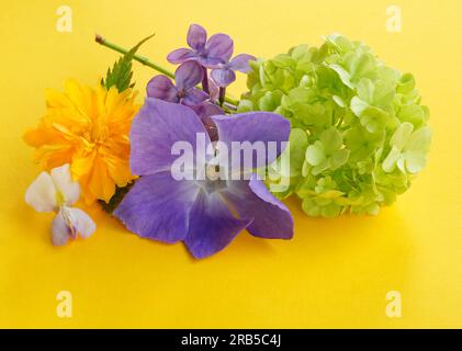 Closeup of green chinese snowball, yellow japanese kerria and purple lilac flowers bouquet on yellow background Stock Photo