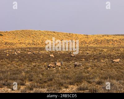 A herd of Gemsbok, Oryx gazella, in  the sparce bushes of the Sandveld in the Kalahari Desert in South Africa Stock Photo