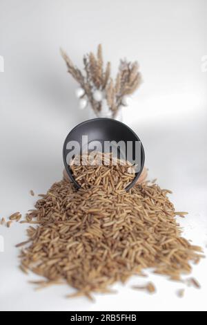 Maggot Black Soldier Fly (BSF) for farm, feed and fisher Stock Photo