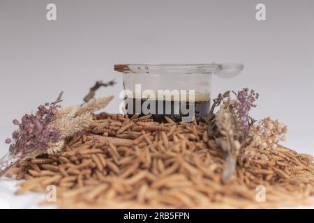 Maggot Black Soldier Fly (BSF) for farm, feed and fisher Stock Photo