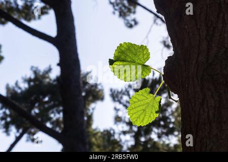 Alder branch with green leaves. Young alder tree in summer with new leaves. Stock Photo