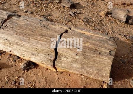 Pietrified Forest Near El Kurru. Nubia. Sudan. North Africa Stock Photo