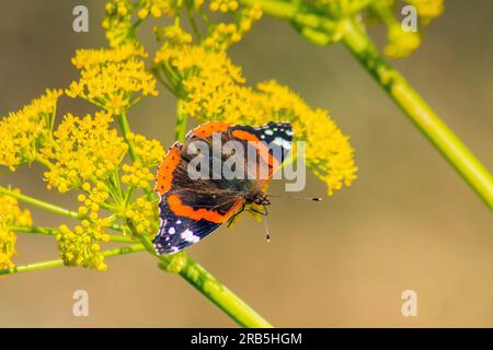 Vanessa atalanta sits on yellow wildflowers with copy space. Natural background. Bright insects in the wild on sunny day. Fragile beautiful Red Admira Stock Photo