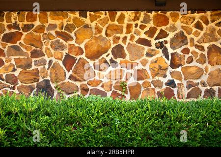 Box wood hedge in front of stone wall background Stock Photo