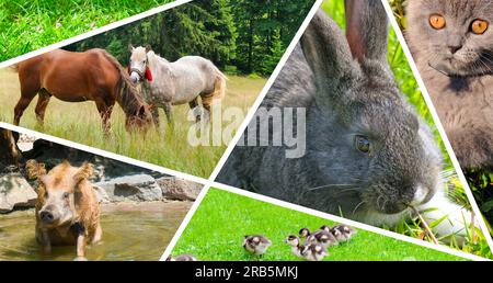 Mosaic photo collage of domestic animals. Stock Photo