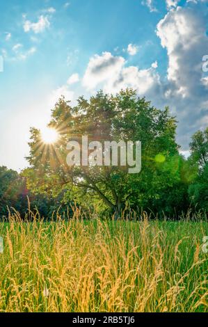 Solitary tree on a meadow with a sun star shining through the foliage. Stock Photo