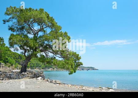 Big beautiful tree on the shore of the bay. Stock Photo