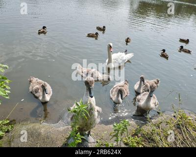 Cute young swan (Cygnus olor) chicks asking for food. Their mother and some ducks swimming on the water surface of river, lake, or pond, near the bank Stock Photo