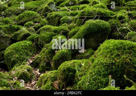 Green Moss Soft Background, Mossy Texture Stock Photo, Picture and Royalty  Free Image. Image 97550539.