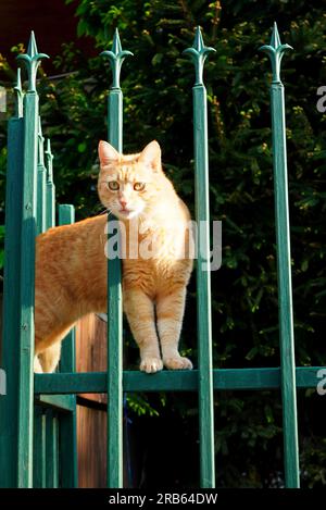 Young beautiful red cat perched on green fence in the sunlight and looking ahead Stock Photo