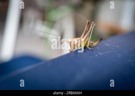a small grasshopper crawls on a blue chair back Stock Photo