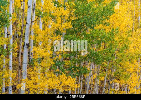 Autumn color in Aspen Trees near Telluride, Colorado. Stock Photo