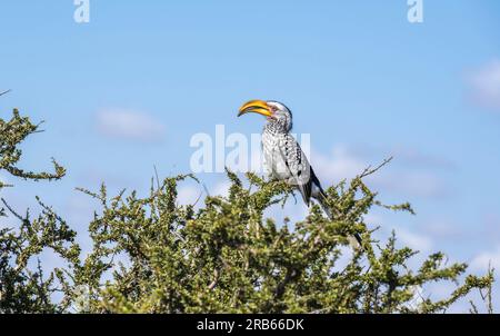 Southern Yellow-billed Hornbill birds at Mashatu Euphorbia Game Reserve in Botswana. Stock Photo