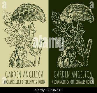 Vector drawing GARDEN ANGELICA . Hand drawn illustration. The Latin name is ARCHANGELICA OFFICINALIS HOFFM. Stock Photo