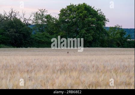The head of a deer doe poking up through a field of wheat with a line of trees in the background. Stock Photo
